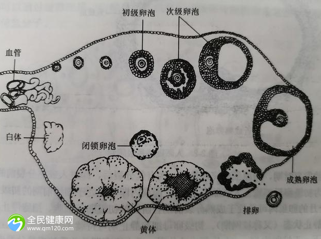 试管婴儿胚胎等级怎么区分？