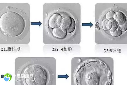 一次三代试管婴儿的成功率_三代试管一次性成功