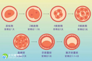 胚胎等级6细胞能不能移植？