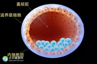 胚胎试管成功率是多少合适 胚胎试管成功率是多少合适呢