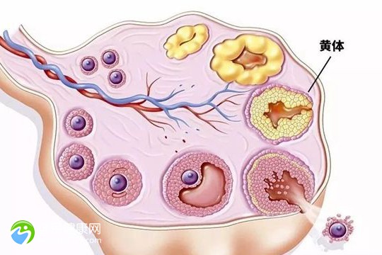 试管移植乳腺疼可以热敷吗？