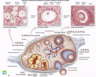 8CII胚胎等级怎么看？