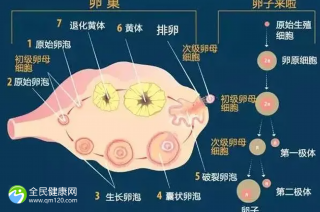 试管婴儿的胚胎等级是多少正常？