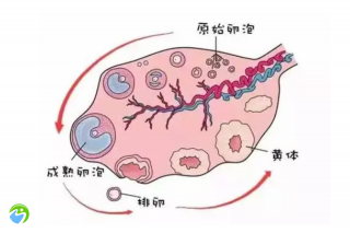 只有4个卵泡可以做试管吗？