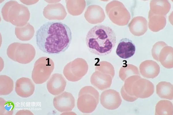 窦卵泡数量2个能做试管吗？