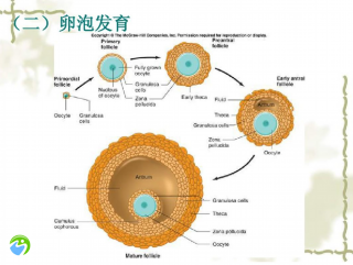 试管一边7个卵泡怎么办？