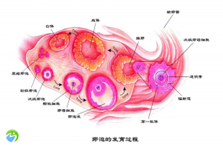 促排卵胚胎8c二等级好养吗？