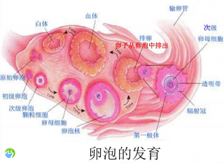 试管婴儿卵泡有5个算少吗？