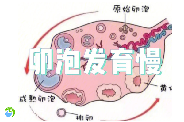 42岁试管6个卵泡怎么办？