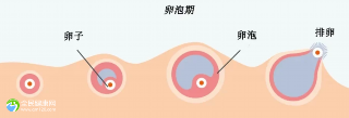 试管三代取7个卵泡多少钱？