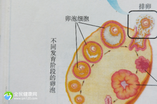 试管取出来5个卵泡正常吗？