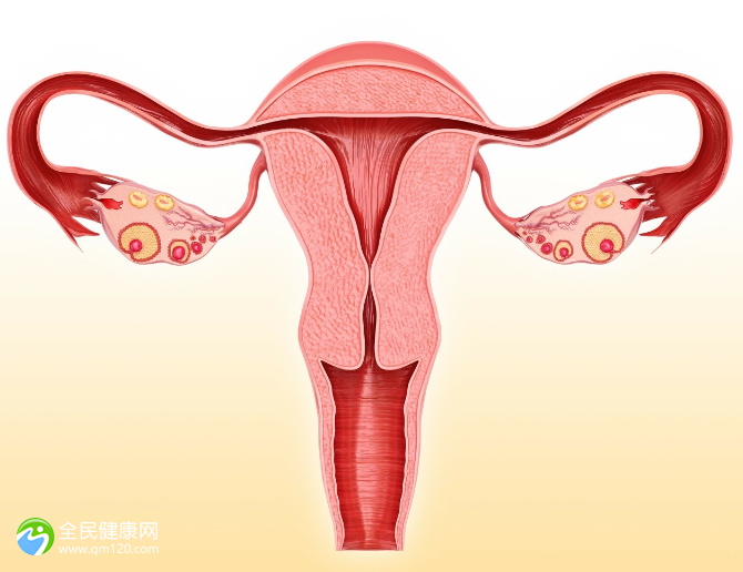 绝经多年怎么样做试管？哪种助孕方式成功率高？