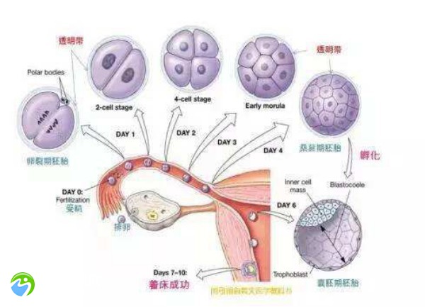 试管三次失败怎样面对生活？