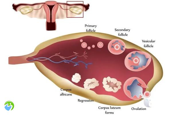 试管检查卵巢标准是什么