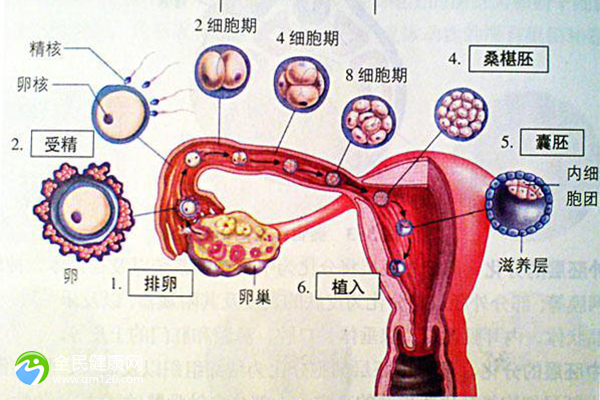 第三代试管婴儿不用的胚胎，做第三代试管必须养囊吗