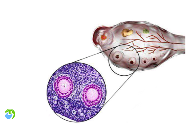 排卵后b超还显示卵泡么 多囊基础卵泡一侧50个什么意思