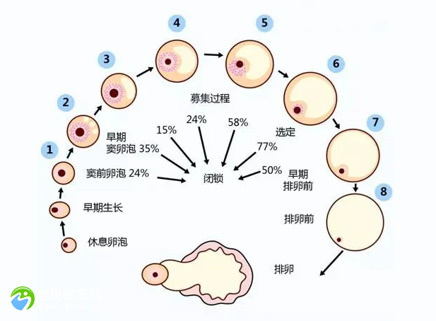 怎么防止卵泡是空卵-卵泡怎么破的快位置