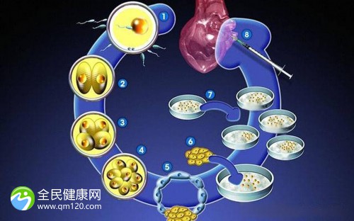 二胎第二次试管成功率大吗？第二胎试管移植流程