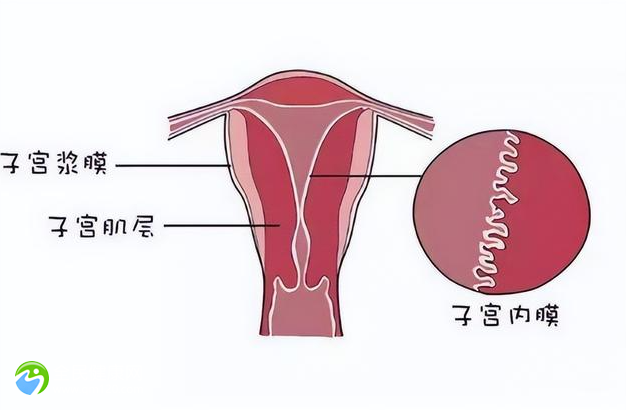 先天子宫发育不良做试管婴儿成功率大吗？