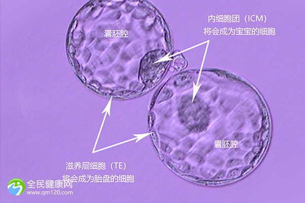 试管三代最早几天测到排卵？三代试管多久告知筛选结果？