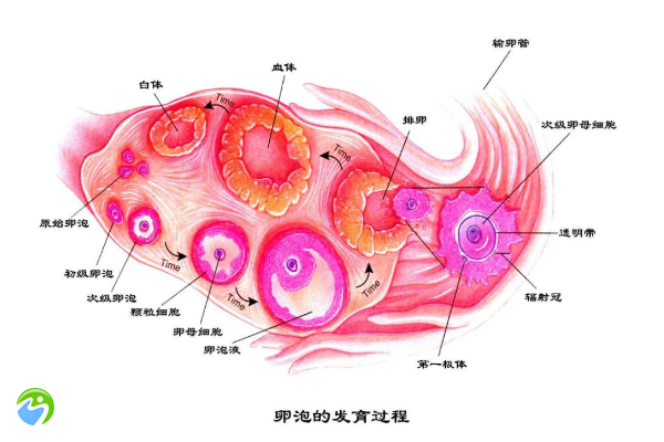 卵巢萎缩想要孩子怎么办？可以做试管吗？