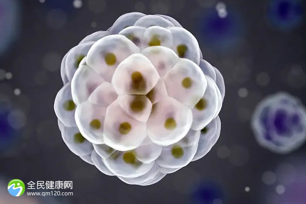 10细胞4级胚胎着床成功率有多少不使用10细胞4级胚胎进行移植和养囊