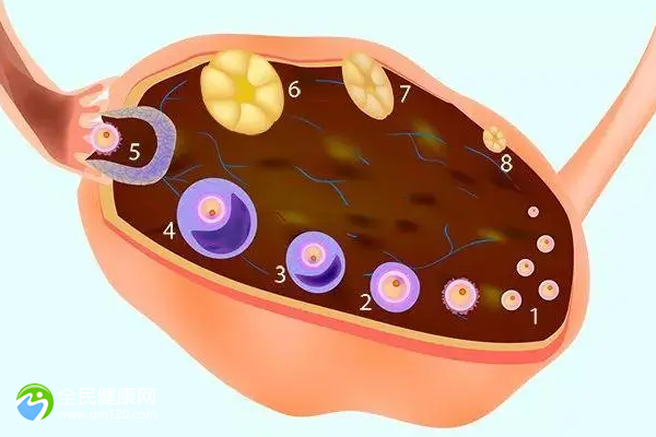 绝经1年能做试管吗？能怀孕吗？