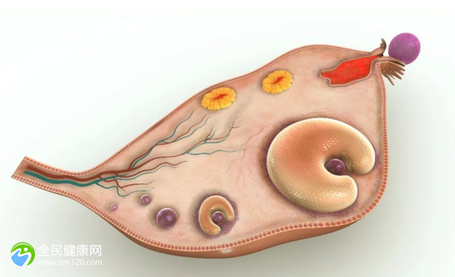 左侧有优势卵泡右侧就不排卵了吗(卵泡质量是由什么决定的)
