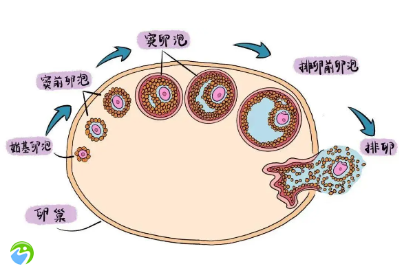 有卵泡不排卵的表现(卵泡多但能正常排卵算多囊吗？)