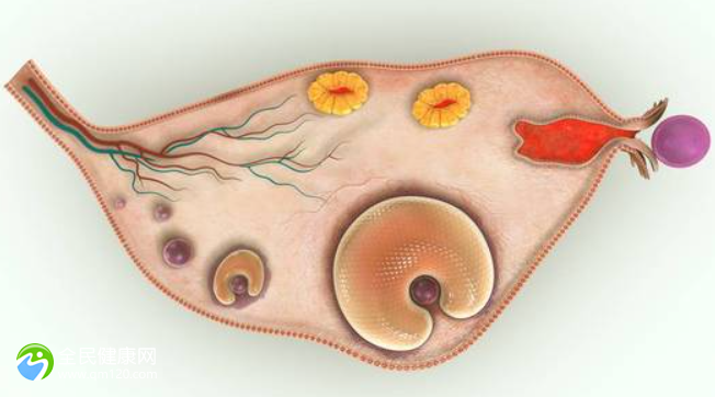 卵泡太小做试管婴儿的成功率有多大？