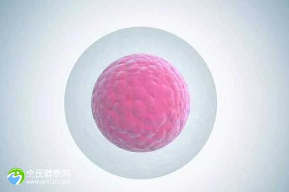 试管卵子透明带怎么检查？卵泡透明带异常试管成功