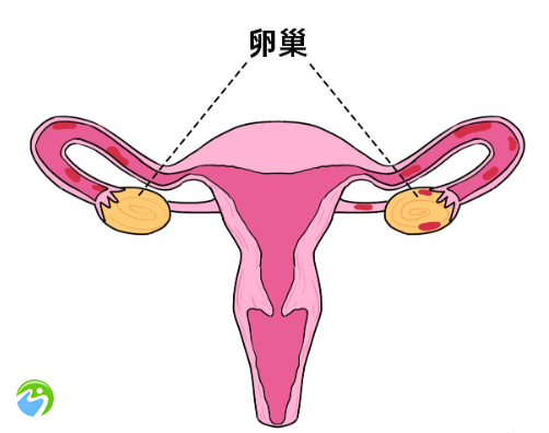 55岁停经3年，做试管成功率高吗？