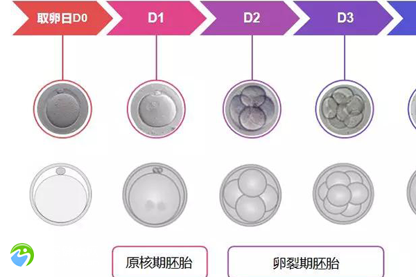 胚胎质量差还要不要继续试管？胚胎质量很差能不能移植？