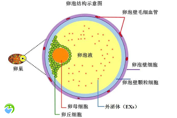 卵巢切除试管婴儿成功几率多大？