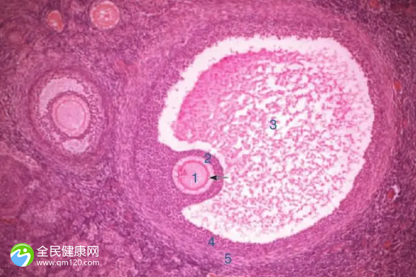 试管促排胚胎发育慢的原因，试管婴儿促排期间卵泡发育太慢好吗？