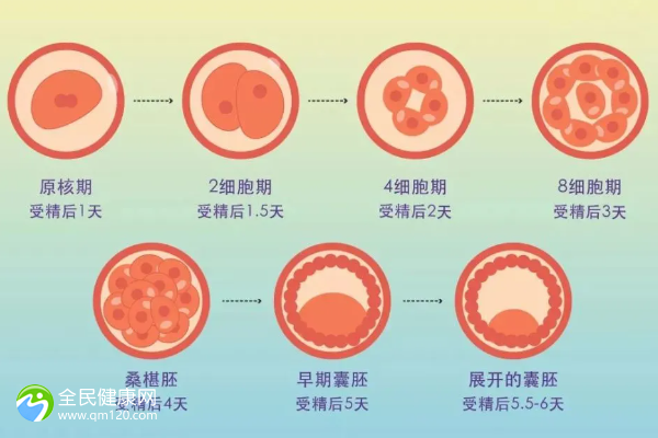 单身男人试管婴儿价格解读