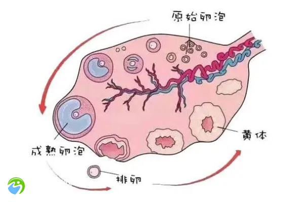 52岁停经后可以试管怀孕吗？