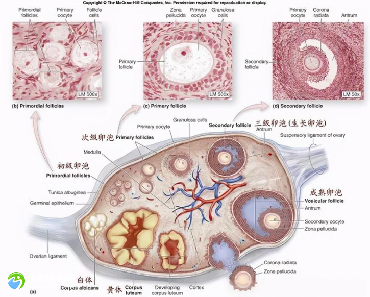 双侧卵巢切除还会有月经吗 双侧卵巢切除后怎么保养 