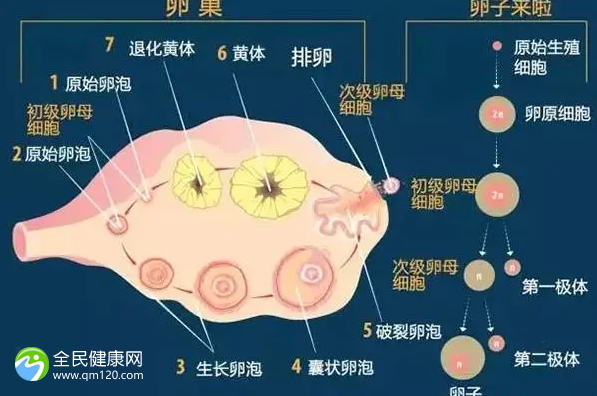 试管婴儿可以做双胎吗，禁欲二天精子做试管行吗