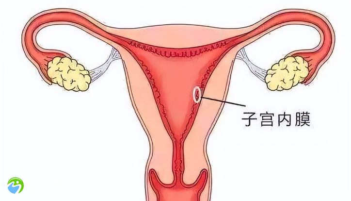 单边卵巢做试管婴儿的成功率高不高？