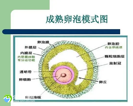 有卵不排还可以试管生孩子吗？