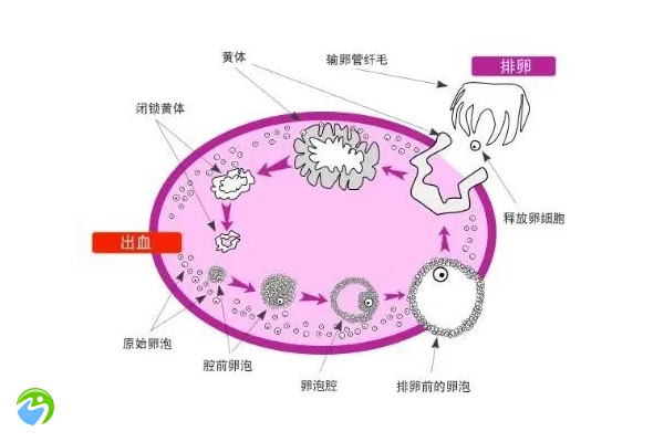 没有卵子做试管婴儿的成功几率多大？