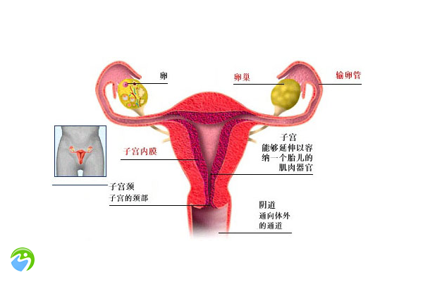 女性患有宫腔粘连可以试管怀孕吗？