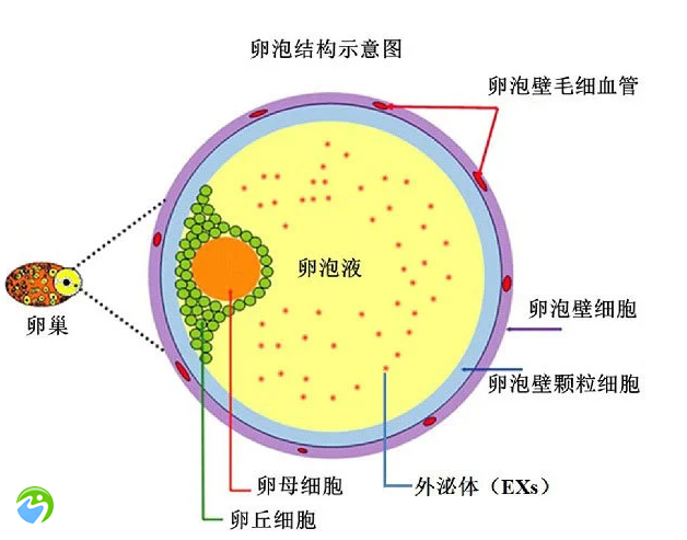 男性精子从何而生(精子形成过程中发生的变化有什么)