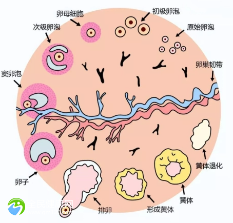 多囊有优势卵泡会自己排吗-卵泡10x9还有几天成熟