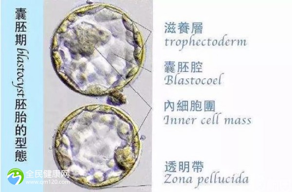 试管受孕两次不成功怎么办？