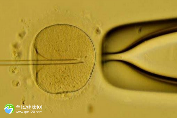 试管几级鲜胚可以发育成囊胚，鲜胚几级才能移植