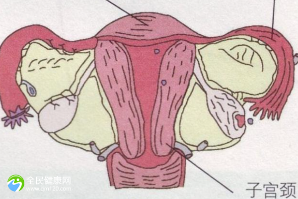 女性子宫粘连做试管婴儿的成功率高吗？