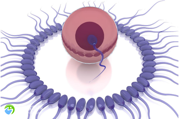 男性轻度弱精症试管成功几率有多大？