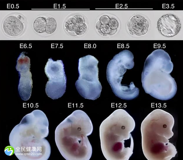 精子存活率55%可以怀孕吗 精子存活率33能否怀孕